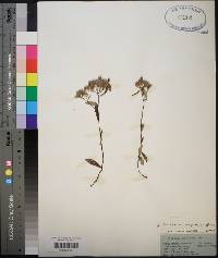 Helianthemum corymbosum image