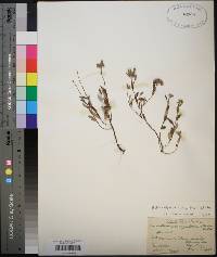 Helianthemum corymbosum image