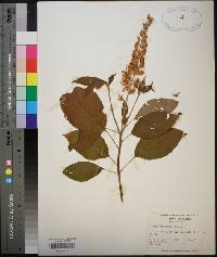 Clethra acuminata image