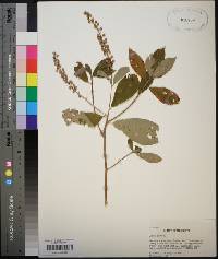 Clethra alnifolia image