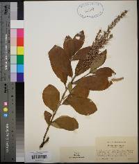 Clethra alnifolia image