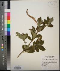 Clethra alnifolia image