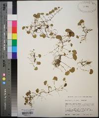 Dichondra carolinensis image