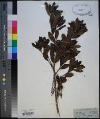 Cyrilla parvifolia image