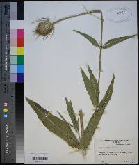 Dipsacus fullonum image