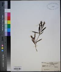 Andromeda polifolia var. latifolia image