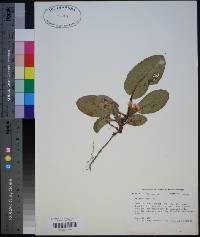 Epigaea repens image