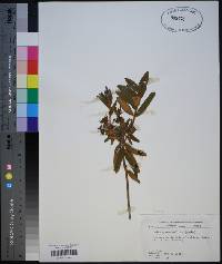 Rhododendron groenlandicum image