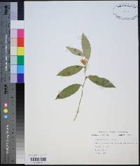 Leucothoe axillaris image