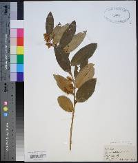 Leucothoe axillaris image