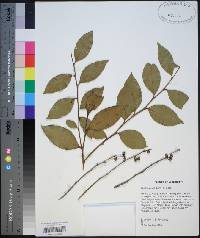 Lyonia lucida image