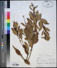 Lyonia lucida image