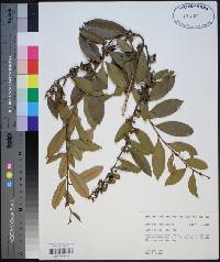 Lyonia lucida image