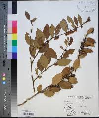 Lyonia lucida image