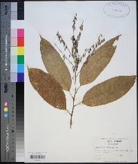 Oxydendrum arboreum image