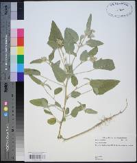 Croton capitatus image