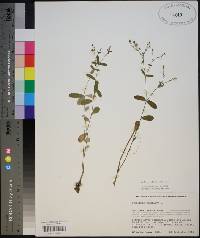 Euphorbia pubentissima image