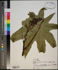 Ricinus communis image