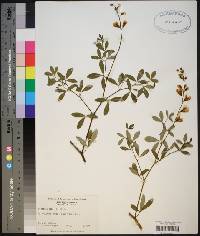 Baptisia alba image