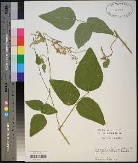 Desmodium canescens image