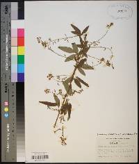 Desmodium perplexum image