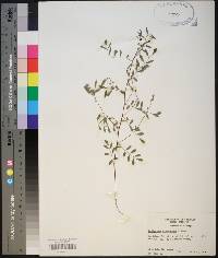 Indigofera caroliniana image