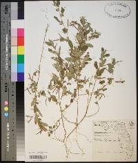 Indigofera pilosa image