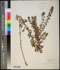 Lespedeza virginica image