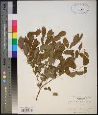 Robinia elliottii image