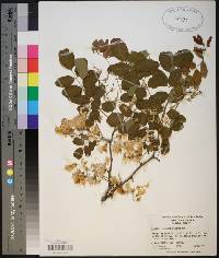 Robinia kelseyi image