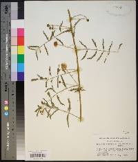 Mimosa quadrivalvis image