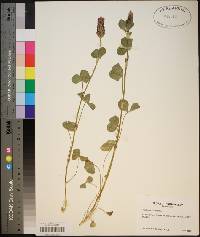 Trifolium incarnatum image