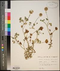 Trifolium nigrescens image