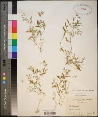 Vicia lathyroides image