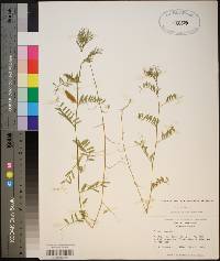 Vicia lutea image