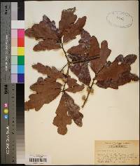 Quercus austrina image