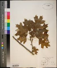 Quercus coccinea image