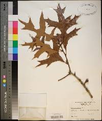 Quercus laevis image