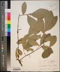 Quercus laurifolia image