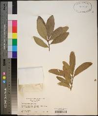 Quercus laurifolia image