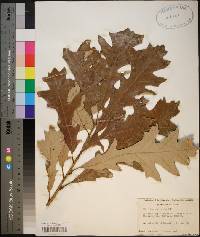 Quercus lyrata image