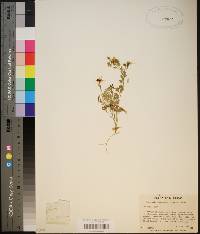 Corydalis micrantha image