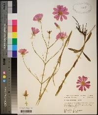 Sabatia bartramii image