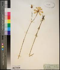 Sabatia dodecandra image