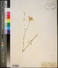 Sabatia grandiflora image