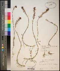 Proserpinaca pectinata image