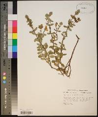 Hypericum crux-andreae image