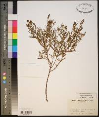 Hypericum sphaerocarpum image