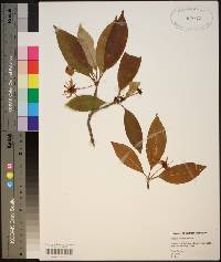 Illicium floridanum image