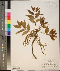 Carya illinoinensis image